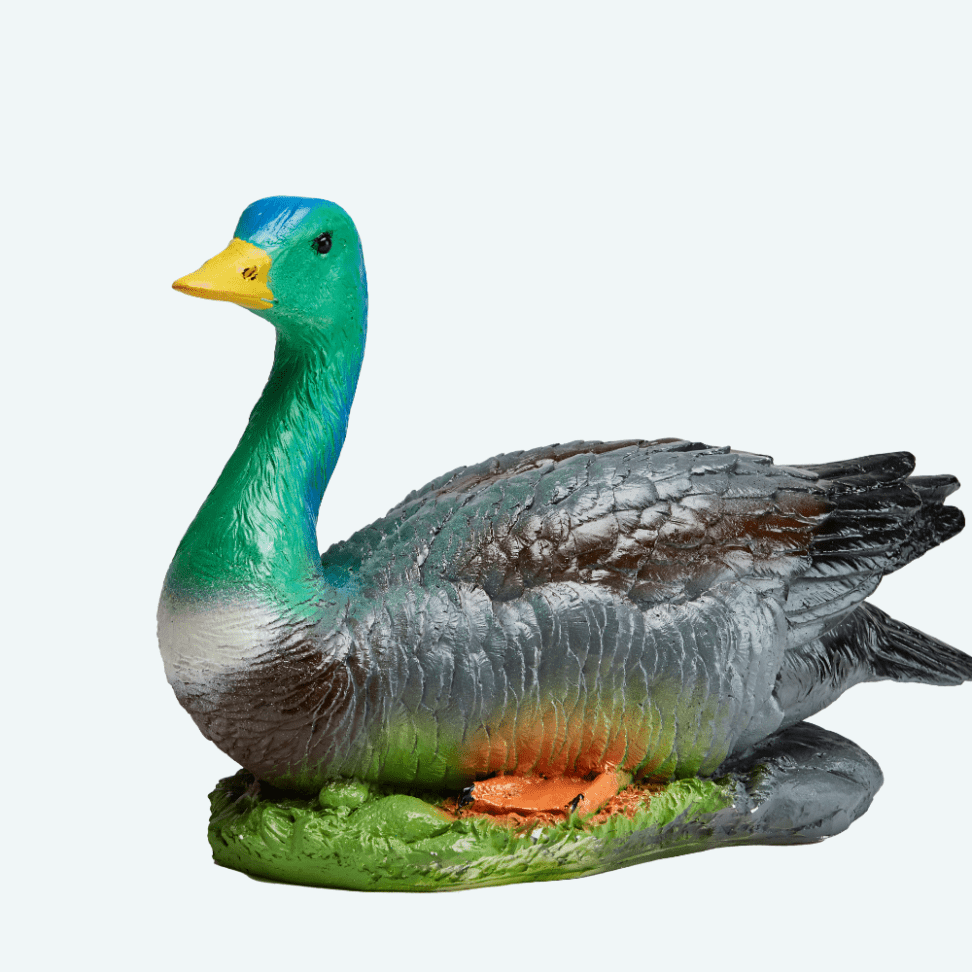 Утка дикая